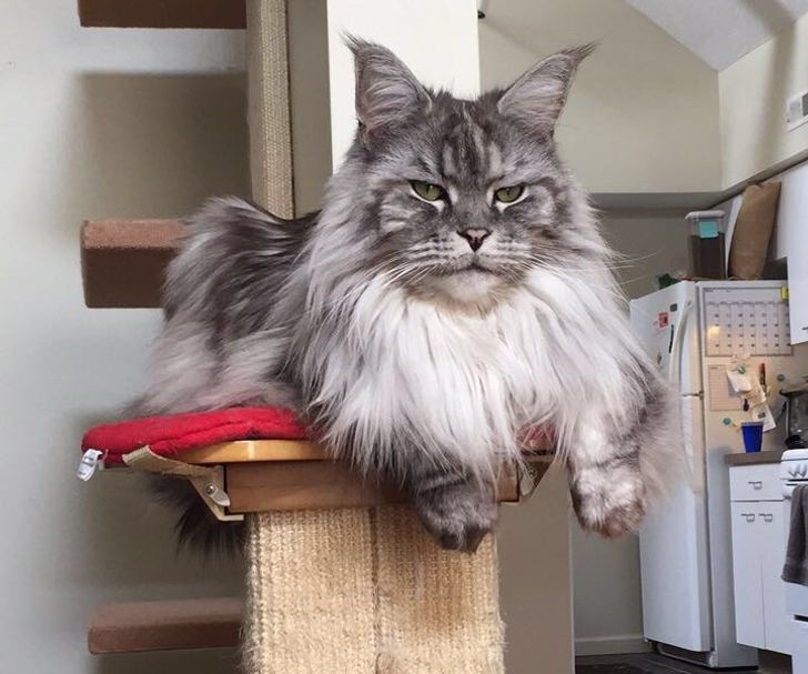 Monarch Cats: Witness the Grandeur of 21 Maine Coons Reigning Over the Feline Realm - amazingmindscape.com