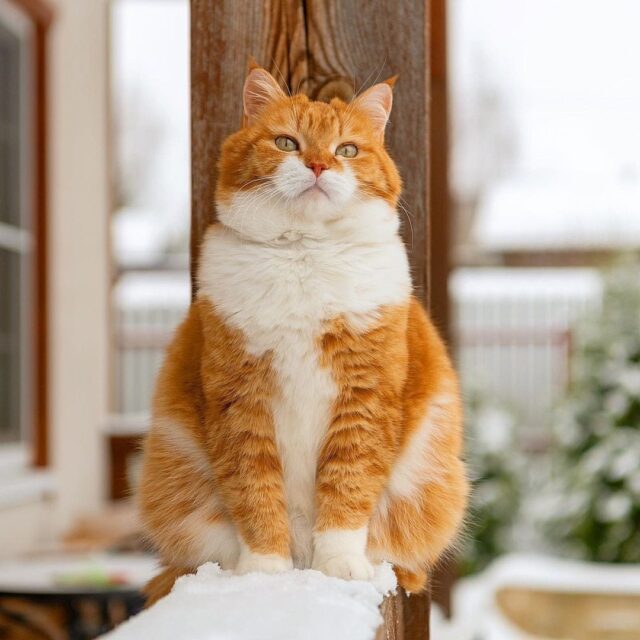 The Snow-Loving Ginger Feline: A Homebody at Heart