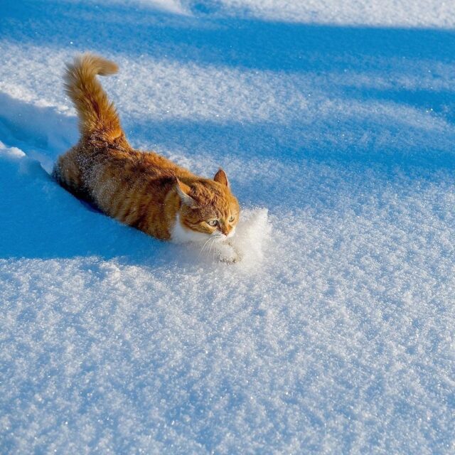 The Snow-Loving Ginger Feline: A Homebody at Heart