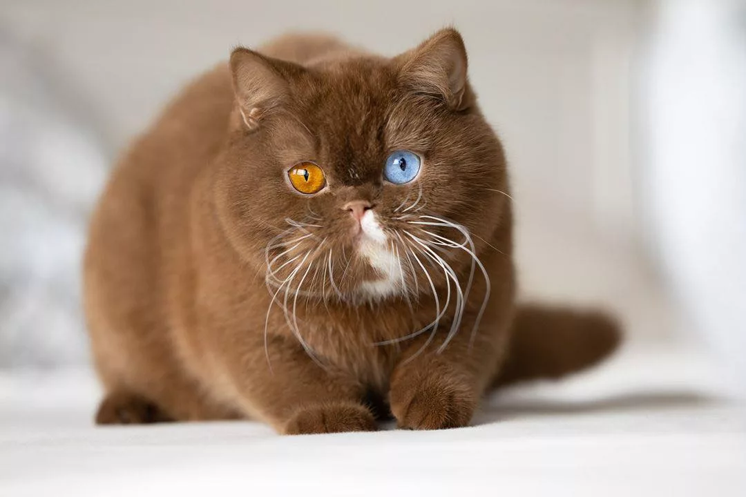Juno: The Feline Teddy Bear with Charming Mismatched Eyes - A Heartwarming Introduction - amazingmindscape.com