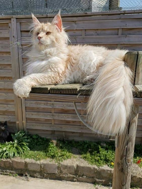 "Meet Lotus: The Majestic Maine Coon Cat, a Massive Ball of Love"