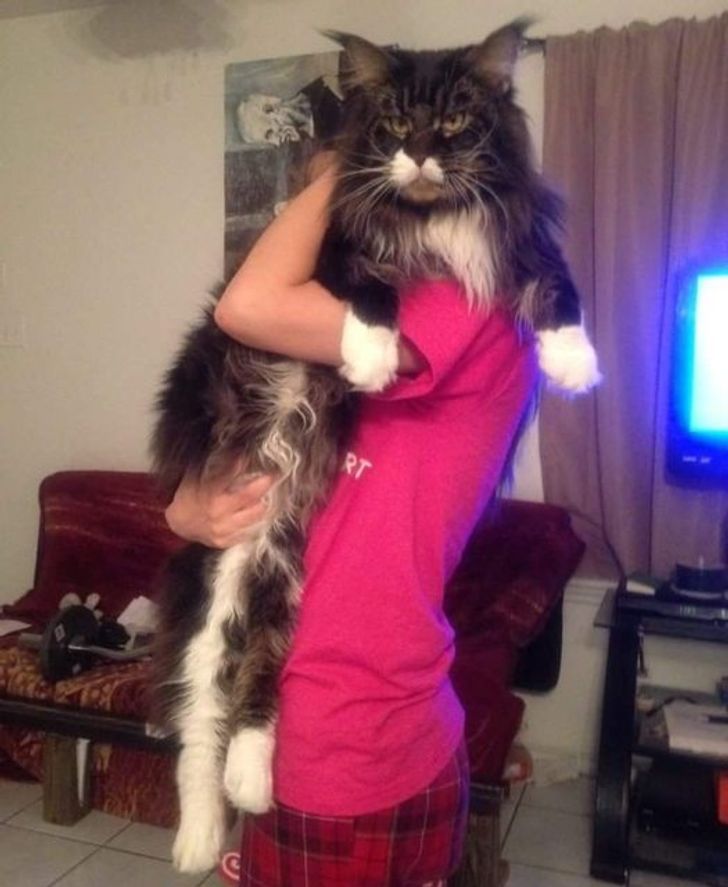 Monarch Cats: Witness the Grandeur of 21 Maine Coons Reigning Over the Feline Realm - amazingmindscape.com