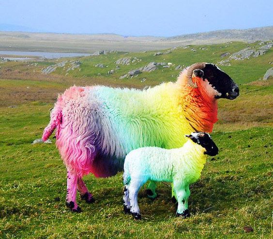 revealing the colorful world of rainbow sheep – The Daily Worlds