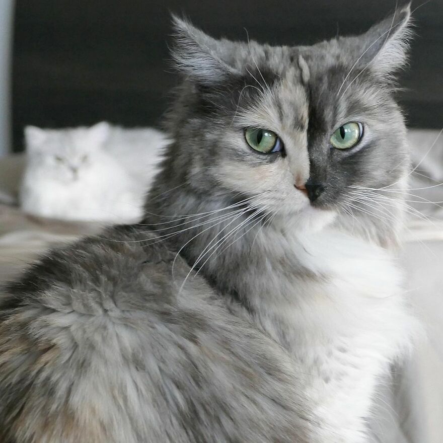 Introducing Geri: The Unique Feline with Chimerism and a Dual Personality