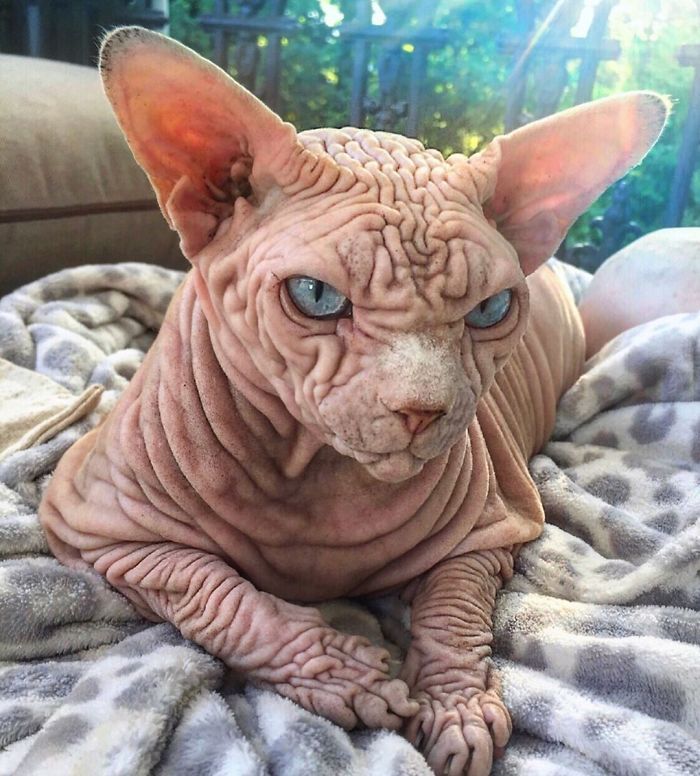 "The Surprisingly Adorable Charisma of a Wrinkled Feline with a Sinister Appearance"