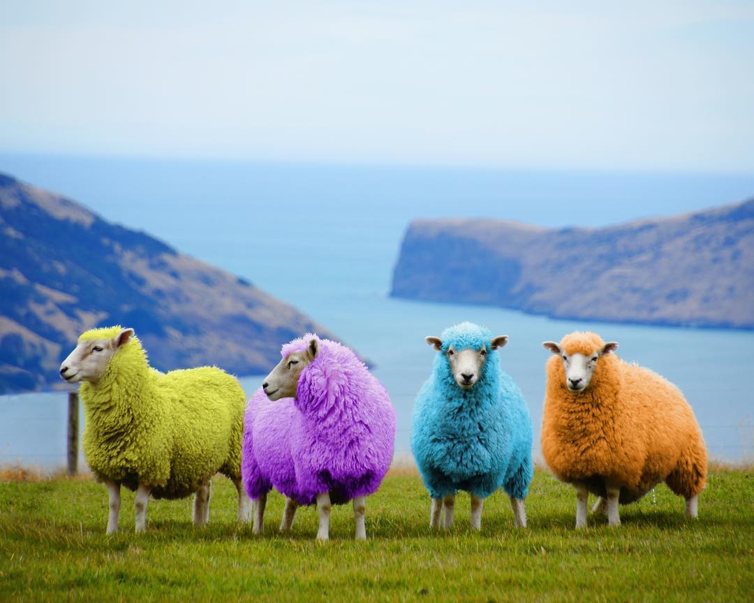 revealing the colorful world of rainbow sheep – The Daily Worlds