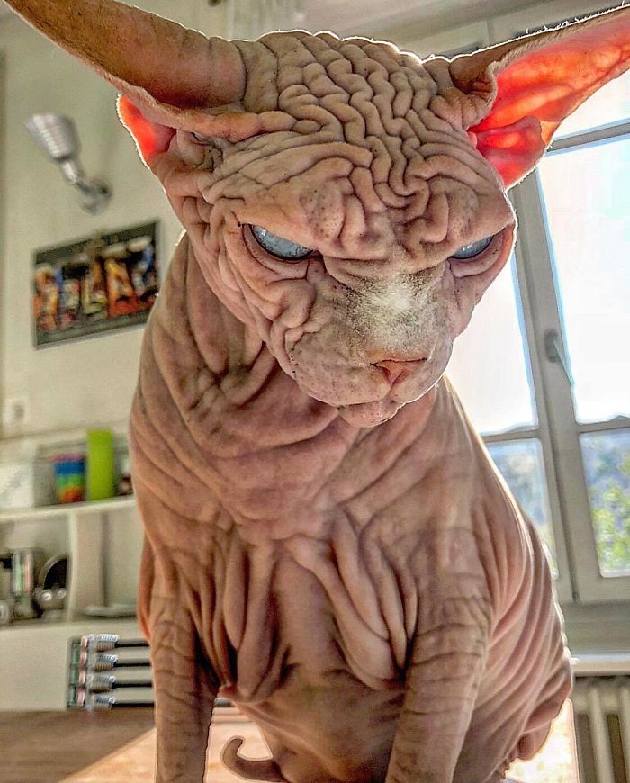 "The Surprisingly Adorable Charisma of a Wrinkled Feline with a Sinister Appearance"