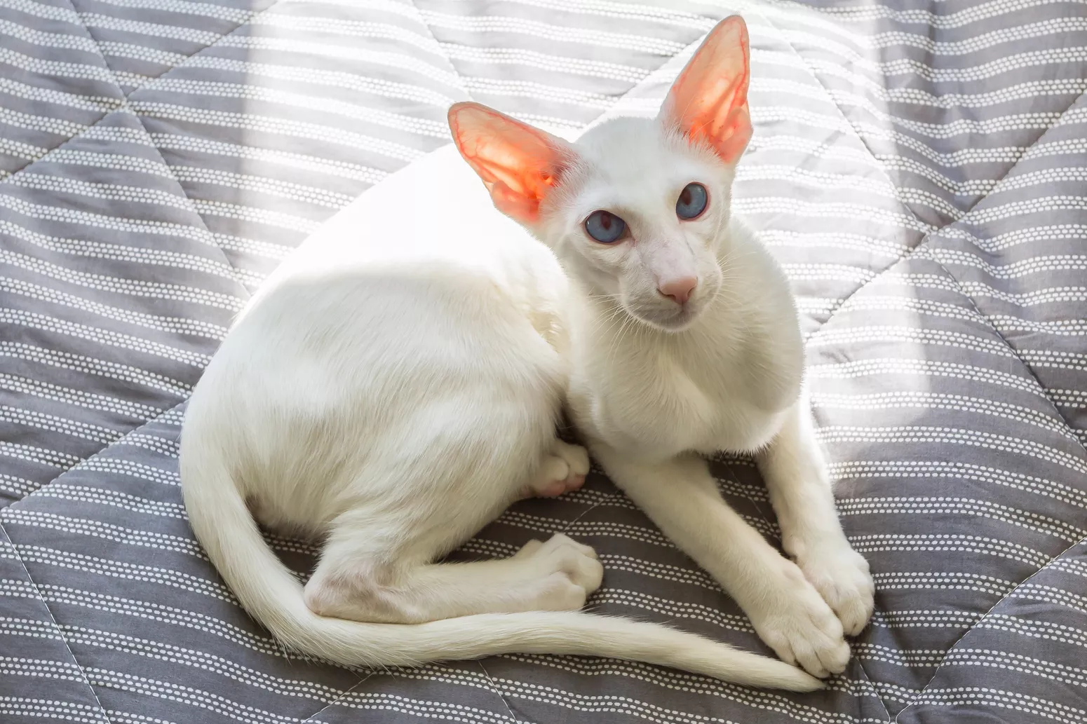 Exploring the Distinct Characteristics and Proper Care for Oriental Shorthair Cats: An In-Depth Breed Overview - amazingmindscape.com