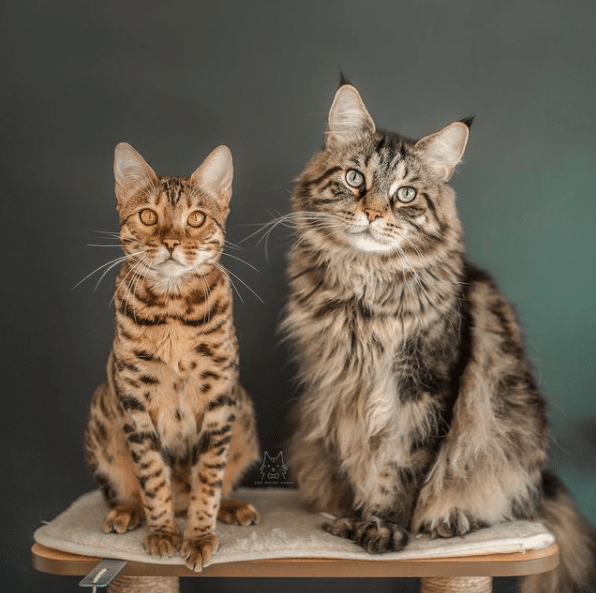 Leo The Maine Coon: The King of the Feline Kingdom (And His Siblings Are Well Aware!)
