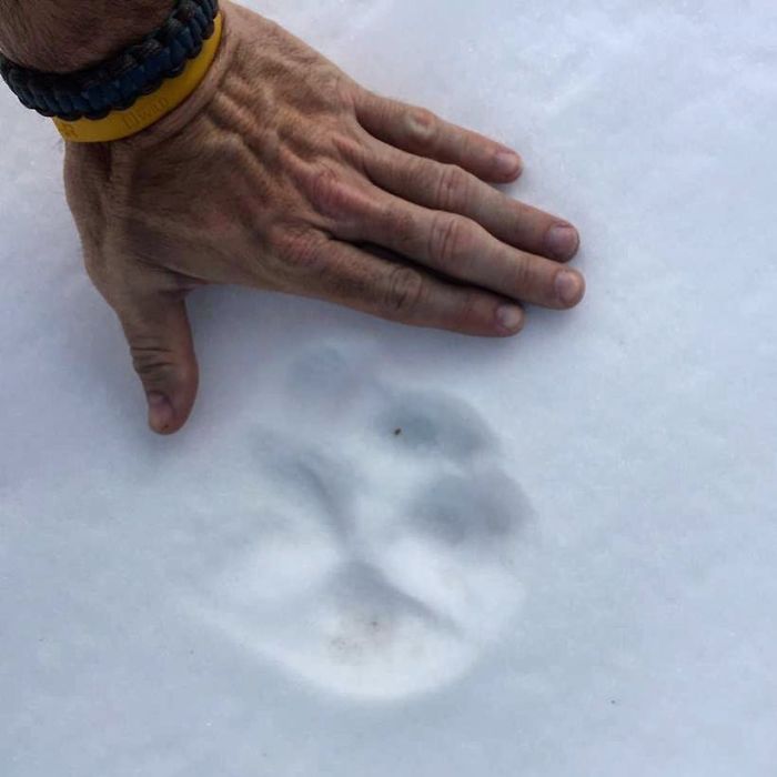 Exploring the Majestic Canada Lynx with Pawprints as Large as a Human Hand - amazingmindscape.com