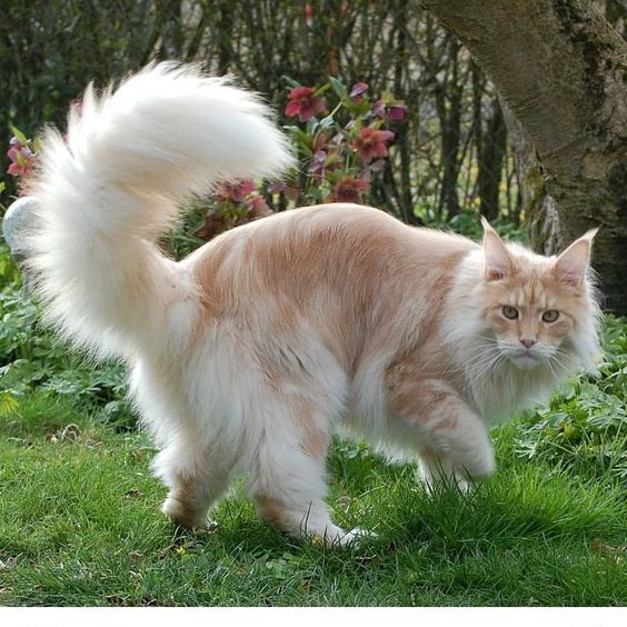 "Meet Lotus: The Majestic Maine Coon Cat, a Massive Ball of Love"