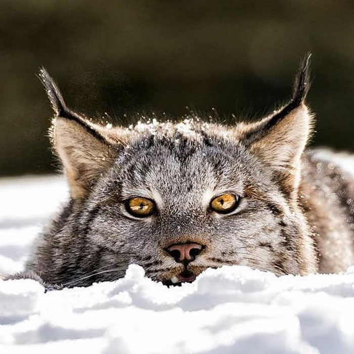 Exploring the Majestic Canada Lynx with Pawprints as Large as a Human Hand - amazingmindscape.com