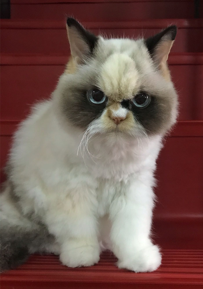 Meet Our Newest Grumpy Cat with an Even Grumpier Look Than Her Predecessor! - amazingmindscape.com