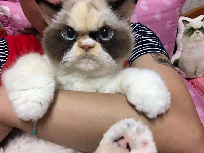 Meet Our Newest Grumpy Cat with an Even Grumpier Look Than Her Predecessor! - amazingmindscape.com