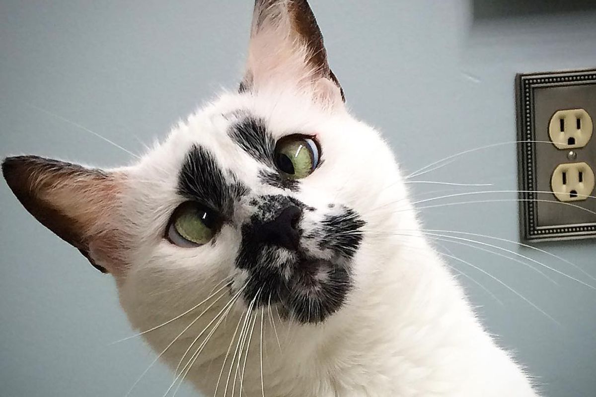 A Stray Cat's Remarkable Journey: Finding a Forever Home through an Unforgettable Face - amazingmindscape.com
