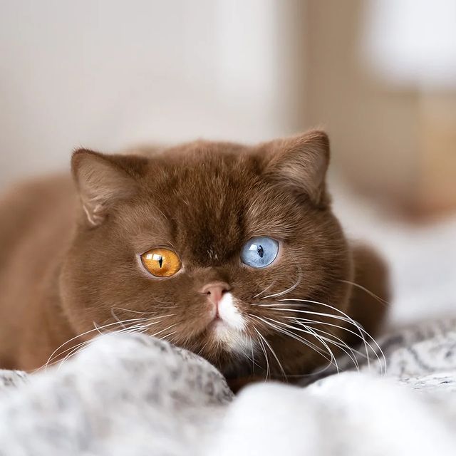 Juno: The Feline Teddy Bear with Charming Mismatched Eyes - A Heartwarming Introduction - amazingmindscape.com