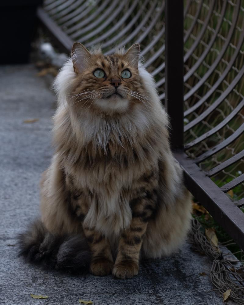Introducing Cezar: The Cashmere Bengal Feline Resembling a Cute Miniature Lion - yeudon
