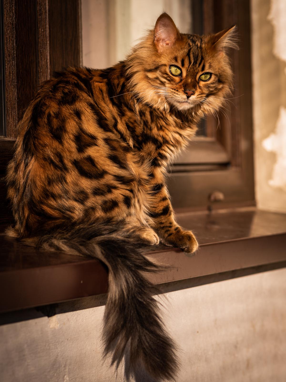Introducing Cezar: The Cashmere Bengal Feline Resembling a Cute Miniature Lion - yeudon