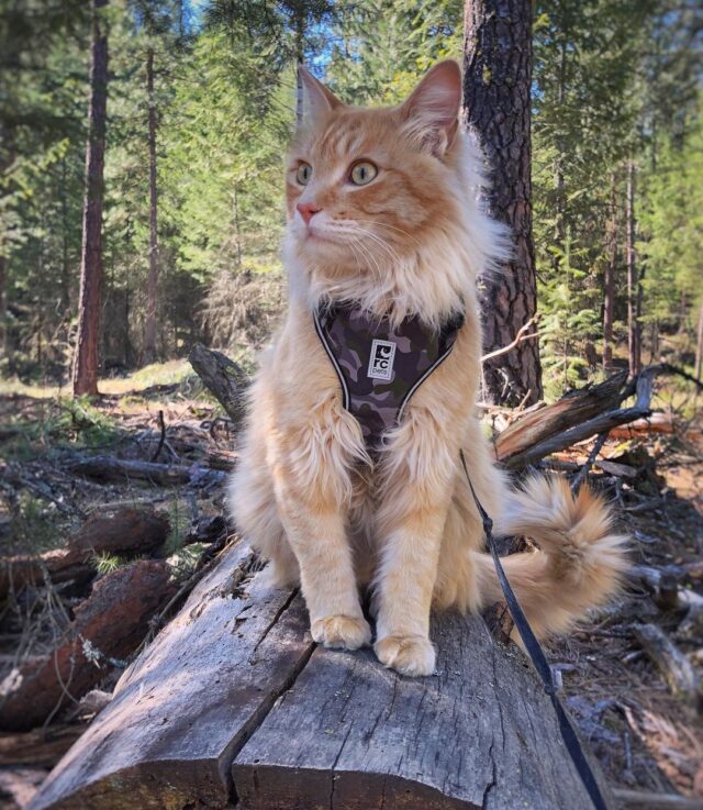 "Outdoor Adventures with Your Feline Friend: Tips from Adventure Cats"