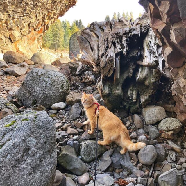 "Outdoor Adventures with Your Feline Friend: Tips from Adventure Cats"