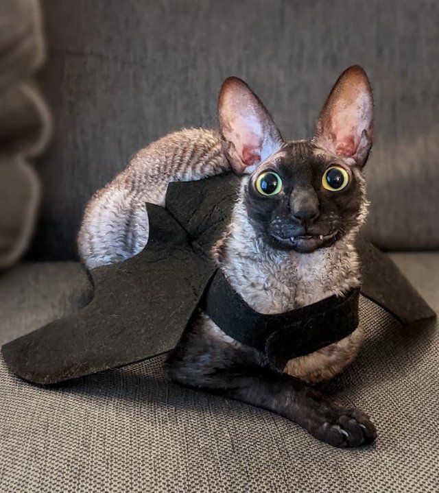 Introducing Pixel: The Adorable Feline with a Vampire Bat Smile