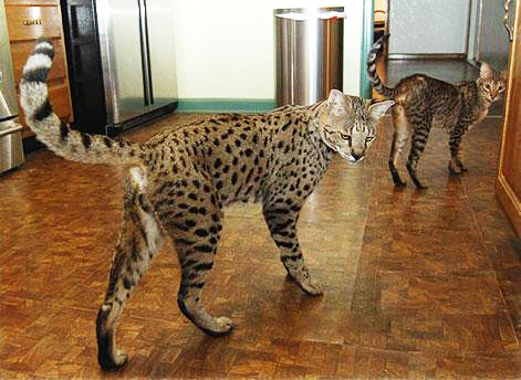 Certainly! Here's the title renamed in English: "Incredible Giant Cats as Domestic Companions" - amazingmindscape.com