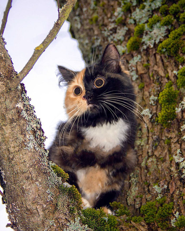 Get to know Yana, the feline with a dual-colored face whose owners' pen ran out of ink.