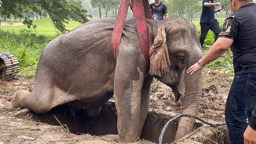 Watch: Rescuers Frantically Perform CPR On Mother Elephant As She Faints During Baby's Rescue From High Drain. – PROTECT ALL WILDLIFE