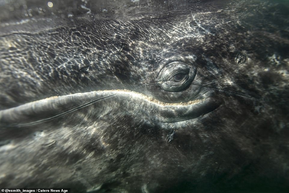 Like other large whales, humpbacks were once the target of the whaling industry which nearly hunted them until extinction. A worldwide moratorium in 1966 outlawed hunting, and their numbers have partially recovered since