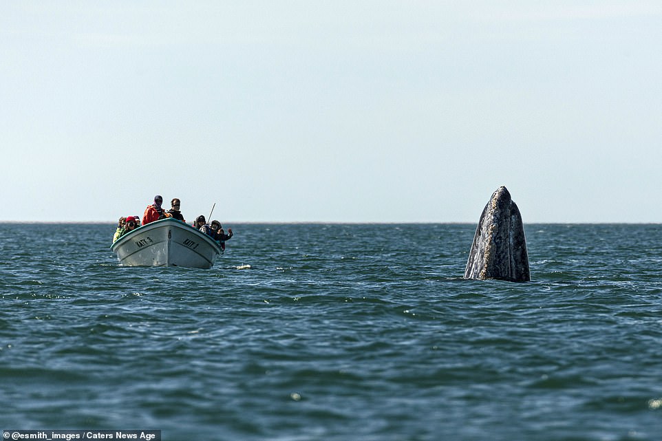 The whale watchers' near-miss was captured by director and photographer, Eric J Smith during a trip to San Ignacio Lagoon, in Baja California Peninsula, Mexico