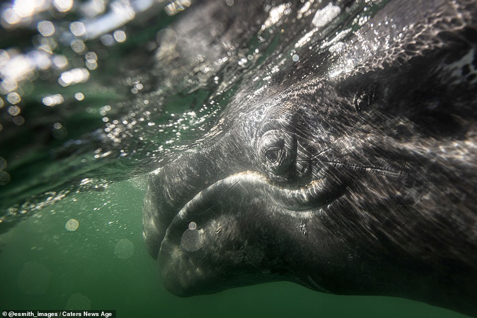 Pictured: A close-up of a humpback whale off the coast of Mexico. The species are found in oceans all over the world, and typically migrate up to 16,000 miles. They are known for breaching the surface, making them popular among whale watchers