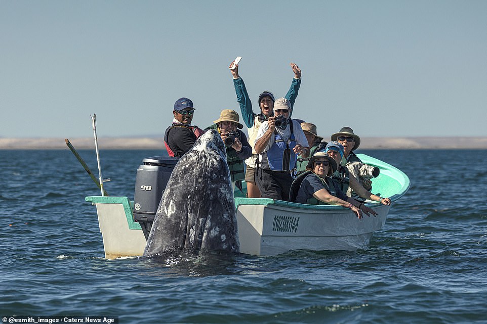 But before the creature could disappear into the sea again, the whale watchers spotted her at the last second, with a second photograph showing their jubilation at the close encounter (pictured)