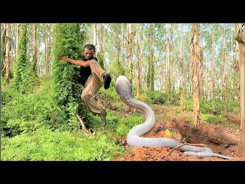 Suffocation face the giant albino king cobra attacking the man clear grass  in the forest. - YouTube