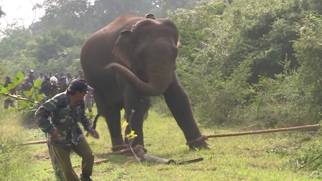 Huge elephant captured by wildlife officers ! - YouTube