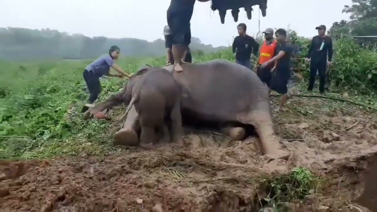 Watch: Rescuers Frantically Perform CPR On Mother Elephant As She Faints During Baby's Rescue From High Drain. – PROTECT ALL WILDLIFE