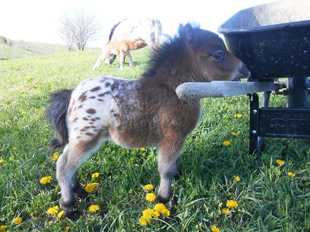 Adorable miniature horses, and yes, they are adults now! - movingworl.com