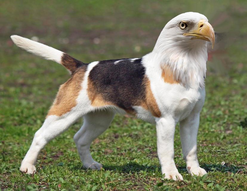 r/HybridAnimals - a dog with a bird head