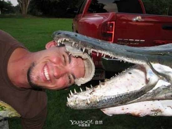 Cá sấu mõm dài Alligator Gar ảnh 1