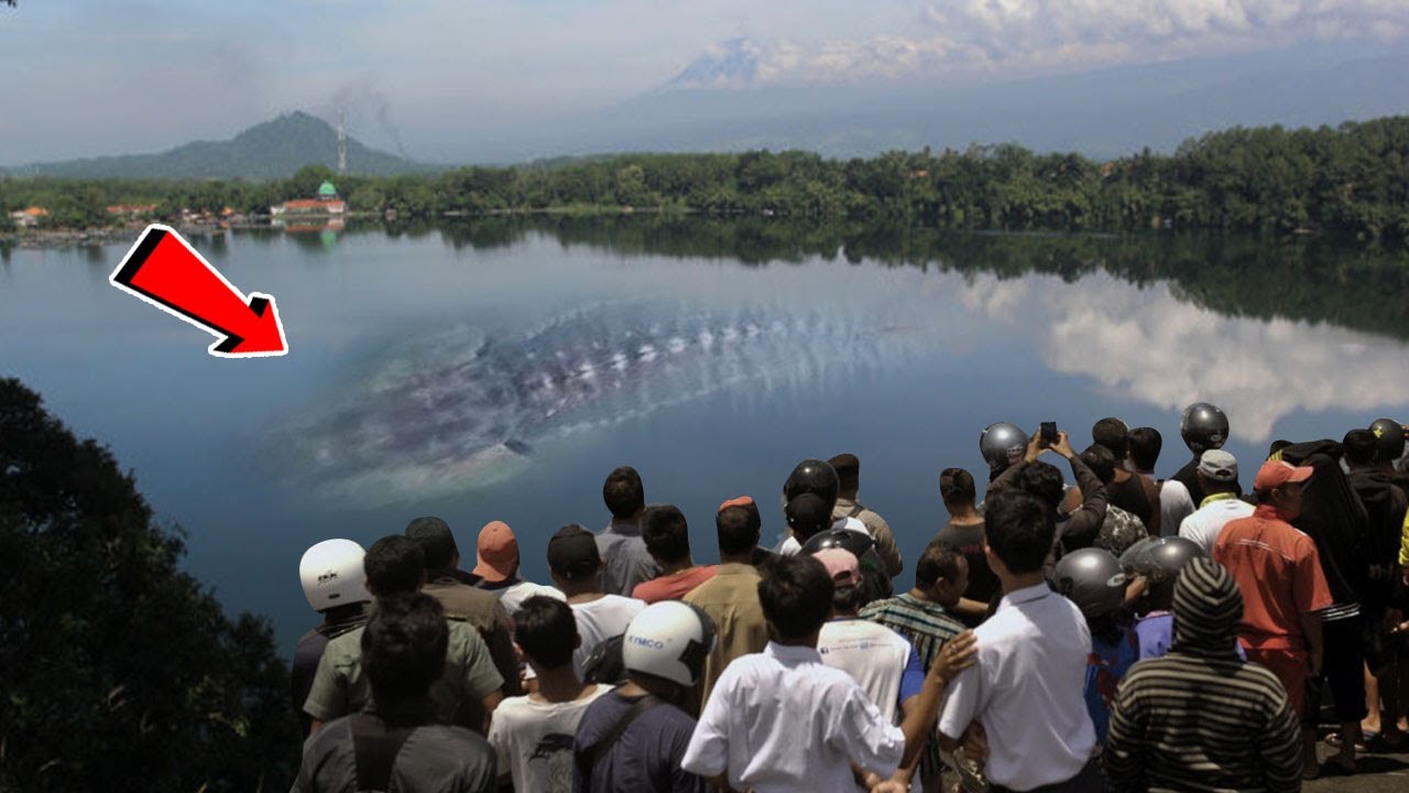 HEBOH Bayangan Sosok Ikan Purba Raksasa Penunggu Danau Ranu Pakis.! Tak Disangka Ternyata Faktanya.. - YouTube