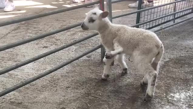 Cừu đột biến "một trong một triệu" với 5 chân khỏe mạnh | Báo Dân trí