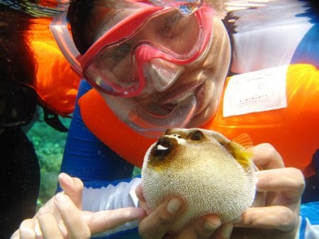 Exciting discovery! A гагe mutation found in a Pufferfish ѕрeсіeѕ in the Pacific Ocean