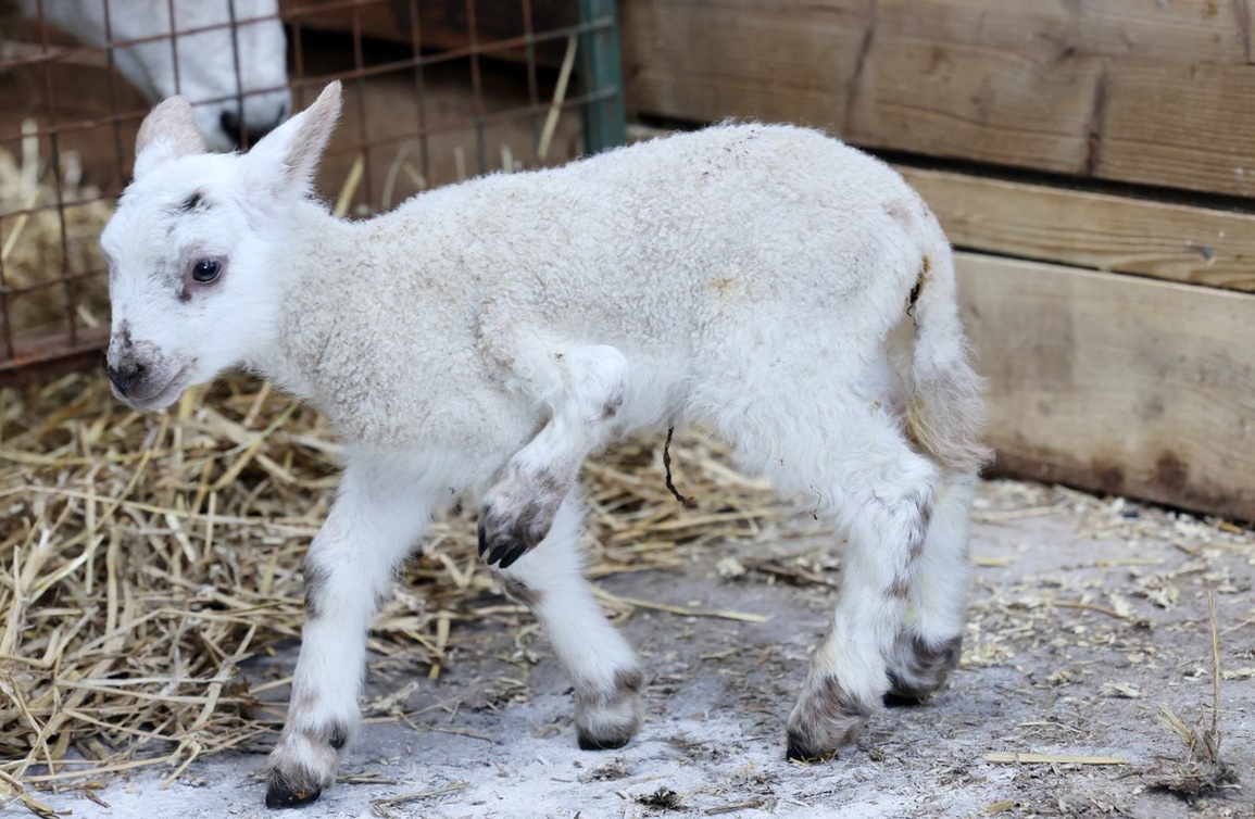 Cừu đột biến một trong một triệu với 5 chân khỏe mạnh - 1