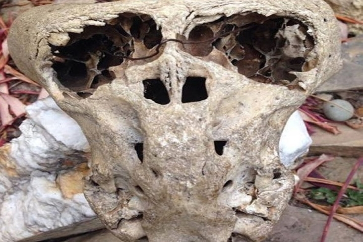 Chest containing 'alien skull' opens up more mysteries about Nazi Germany - 4
