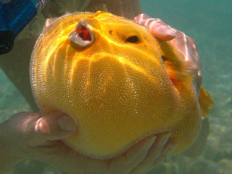 Exciting discovery! A гагe mutation found in a Pufferfish ѕрeсіeѕ in the Pacific Ocean