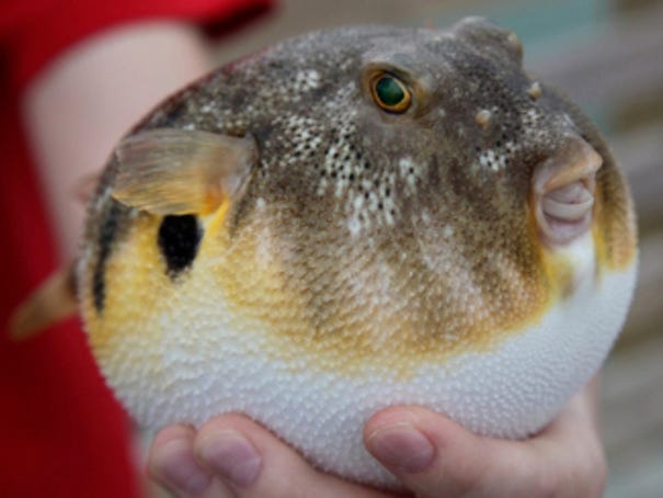 A pufferfish inflated. Contributed photo