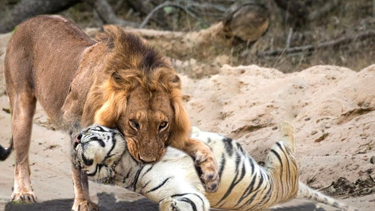 Tiger VS Lion Real Fight 2022 - Lion VS Tiger - YouTube