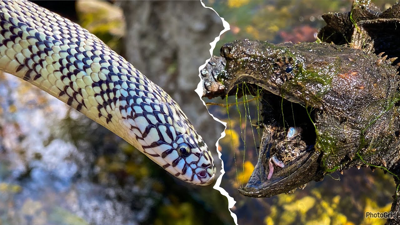 SNAKES vs SNAPPING TURTLES! Animal Update - YouTube