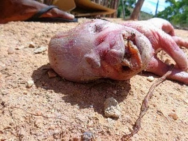Quái thai lợn mặt người gây náo loạn Brazil 2