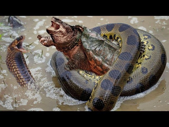 ヘビと戦うときカメの恐ろしい力 - 水中でのカメ対キングコブラの戦い - YouTube