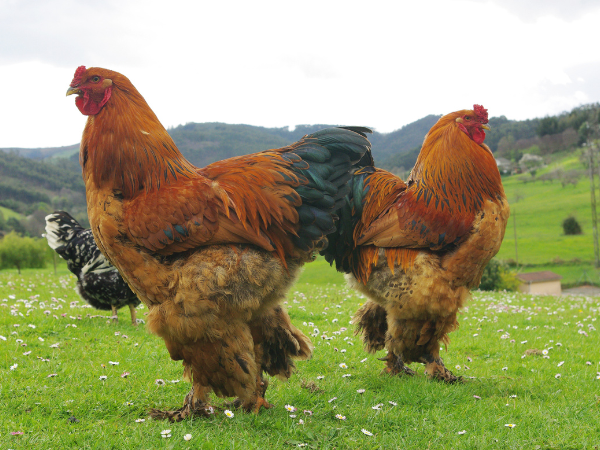 A Comprehensive Guide to Giant Brahma Chickens | Manna Pro